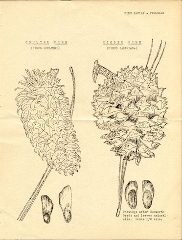 of California Trees
