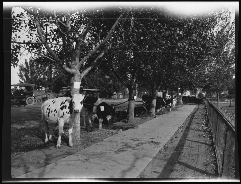 Row of cows, circa 1920. Merced County UC Cooperative Extension Records.