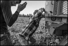 A worker in a watermelon harvesting crew gets a drink directly from the Igloo water container during a break. 